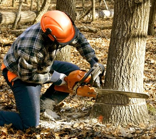 Tree Removal in Bellevue, OH